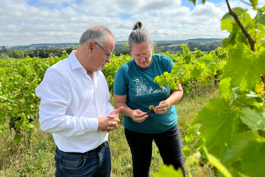 Département du Gers : Dégâts sur les vignes : « J’appelle l’État à réagir avant que les vins du Sud-Ouest ne disparaissent »